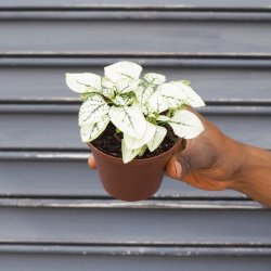 Polka Dot Plant - White In 10CM Nursery Pot