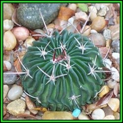 Stenocactus Multicostatus - 50 Bulk Seed Pack - Verified Seller - Exotic Succulent Cactus - New