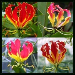 Gloriosa Superba - Flame Lily - 100 Bulk Seed Pack - Indigenous Bulbous Perennial Climber Vine - New