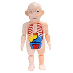 Human Body Anatomy Stem Learning Educational Organs Puzzle Toy 3D Model