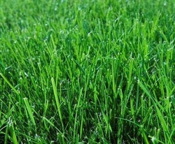 Evergreen Mix Lawn Grass Seed - Evergreen Mix 40KG'S - 1 000M2