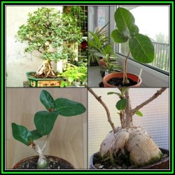 Ficus Glumosa - African Rock-fig - 10 Seed Pack - Indigenous Bonsai - New