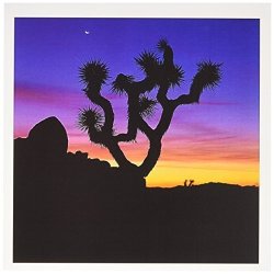3DROSE Greeting Cards California 6 X 6 Inches Unique Yucca Tree In Joshua Tree Np GC_191092_2