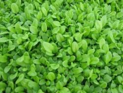 Sorrel - Microgreen Seeds - 500 Gram