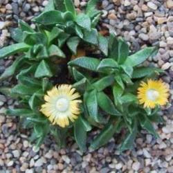 10 Nananthus Aloides Seeds - Indigenous Succulent Mesemb - Worldwide Shipping
