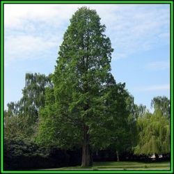 Metasequoia Glyptostroboides - 10 Seeds - Dawn Redwood Tree Or Shrub New