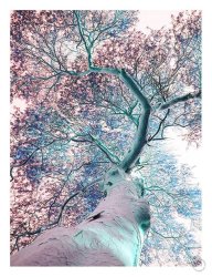 Fever Tree Art Print - A4