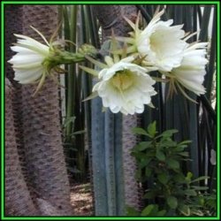 10 San Pedro Cactus Seeds - Trichocereus Pachanoi Seeds - Ethnobotanical - New