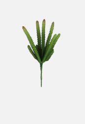 Single Succulent Plant - Green Mauve
