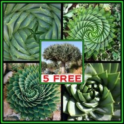 Aloe Polyphylla - 5 Seed Pack + 5 Dragon's Blood Tree Seeds - Exotic Lesotho Succulent - New