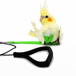 parrot leash for sale