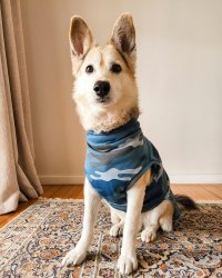 Blueberry Camo Dog Jersey - Medium