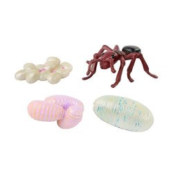 Ant Life Cycle Toy - 4 Piece Set Shows Life Cycle Of An Ant