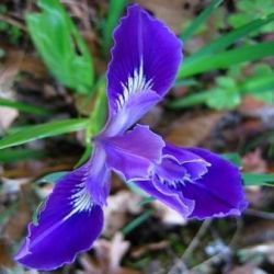10 Iris Tenax Seeds - Oregon Iris - Frost Hardy - Perennial Bulb Seeds
