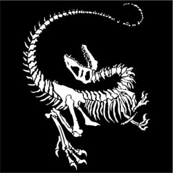 Dinosaur Skeleton Womens T-Shirt Black Large