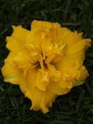 Daylily Plants: Dbl: Betty Woods - Double Layered Golden Yellow Petals - Collector's Item