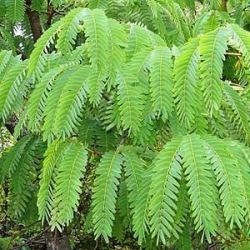 10 Prince Of Wales Tree - Brachystegia Boehmii Seeds - Combined Flat Seed Ship Rate
