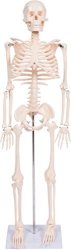 Human 34 Skeleton Model Half Size - Movable & Removable Parts By Trademark Innovations