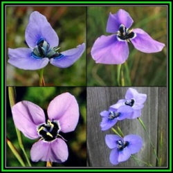 Moraea Gigandra - 10 Seed Pack - Indigenous Endangered Endemic South African Perennial Bulb - New