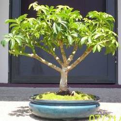 10 Schefflera Umbellifera Bonsai Tree Seeds - Indigenous