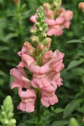 Antirrhinum Snapdragon Potomac Pink - 1000 Raw Seed