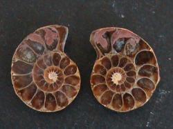Small Ammonite Fossil Pair. Good Grade. Madagascar