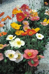 Poppy Champagne Bubbles F1 Mix Improved Seed - 500 Primed Seed