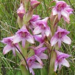 10 Disa Thodei Seeds - Indigenous South African Orchid Seeds Free Seeds With All Orders