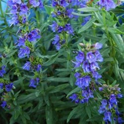 500 Hyssop Seeds - Hyssopus Officinalis - Culinary Medicinal Herbs - Bulk Perennial Edible Herb