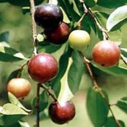10 Flacourtia Indica Seeds - Indian Plum - Edible Fruit Tree - Flat Ship Rate