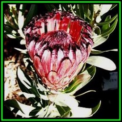 Protea Laurifolia - 10 Seed Pack - Indigenous Endemic Cut Flower Fynbos Shrub New